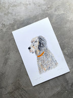 English Setter Dog Portrait