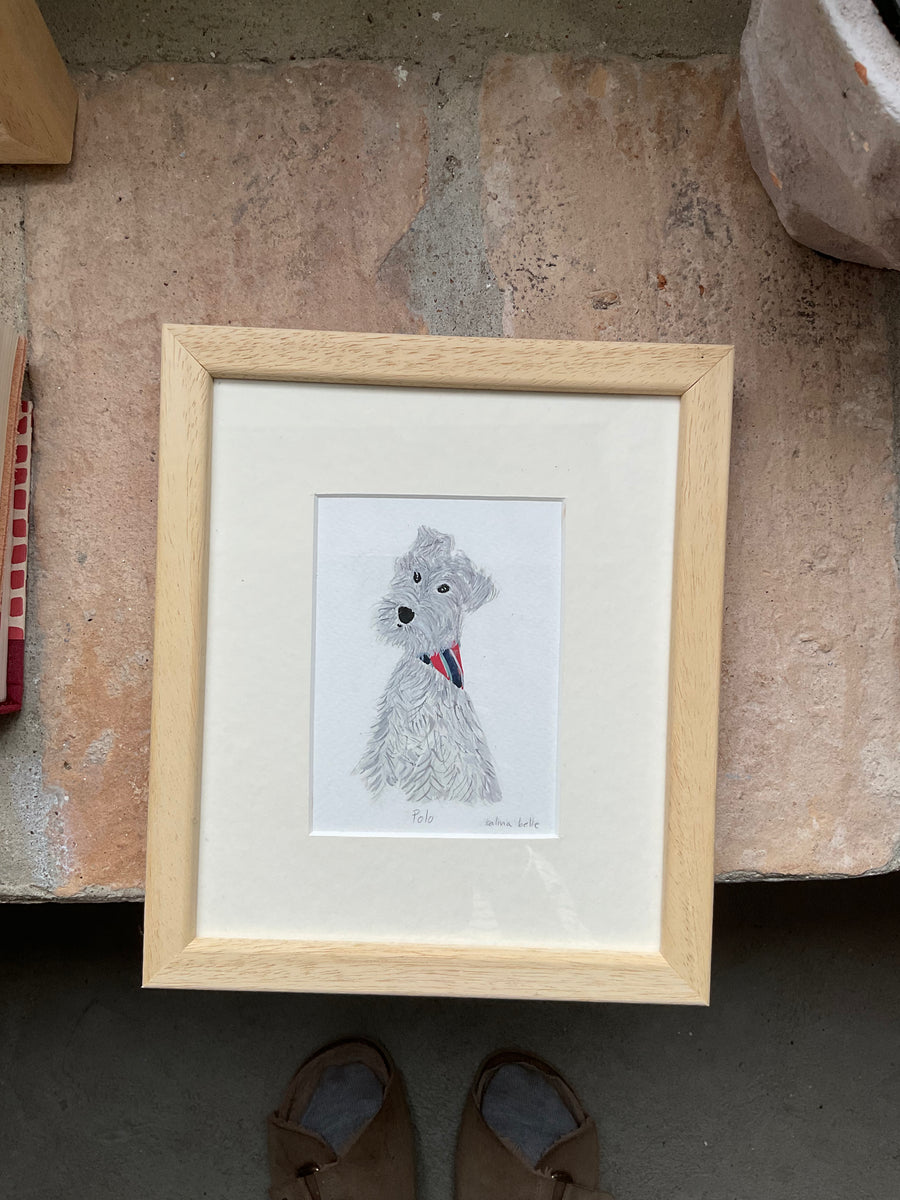 Schnauzer