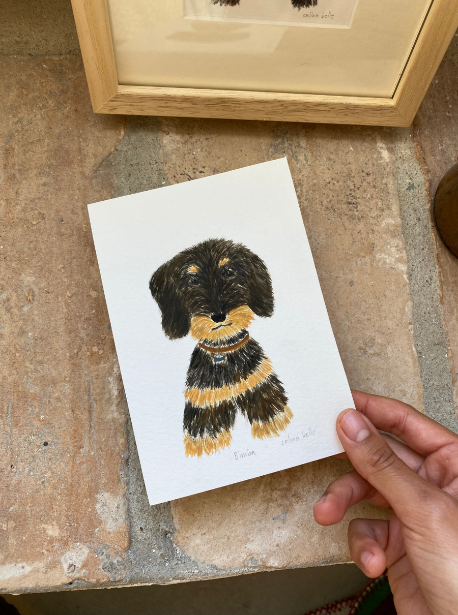 Dachshund