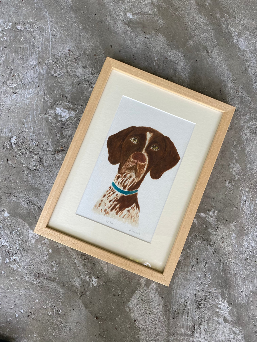 Wirehaired Pointer