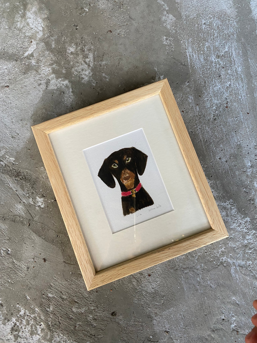 Dachshund